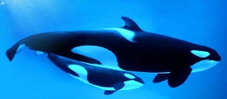 Who Killed Kiska?