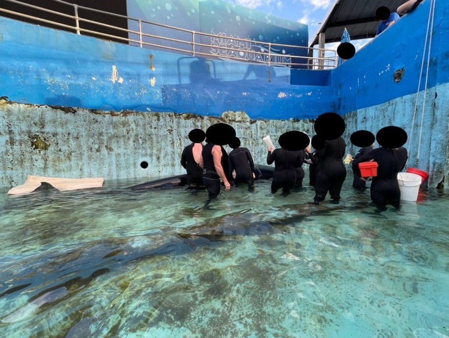 How to order drugs from Japan for a dying&nbsp;orca
