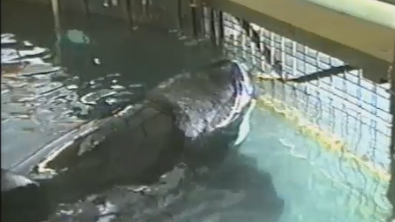 A Tale of Two Whales: The Tilikum/Tokitae&nbsp;Connection