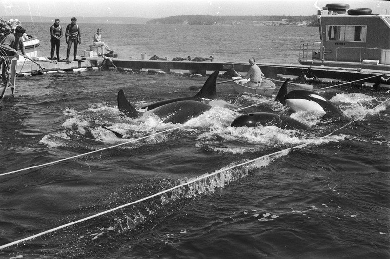 I’ve been staring at these photos of Penn Cove for days and it makes me&nbsp;worry