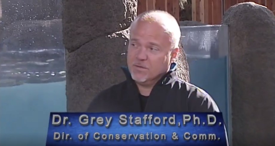 The Witnesses Speak Part II: Grey&nbsp;Stafford