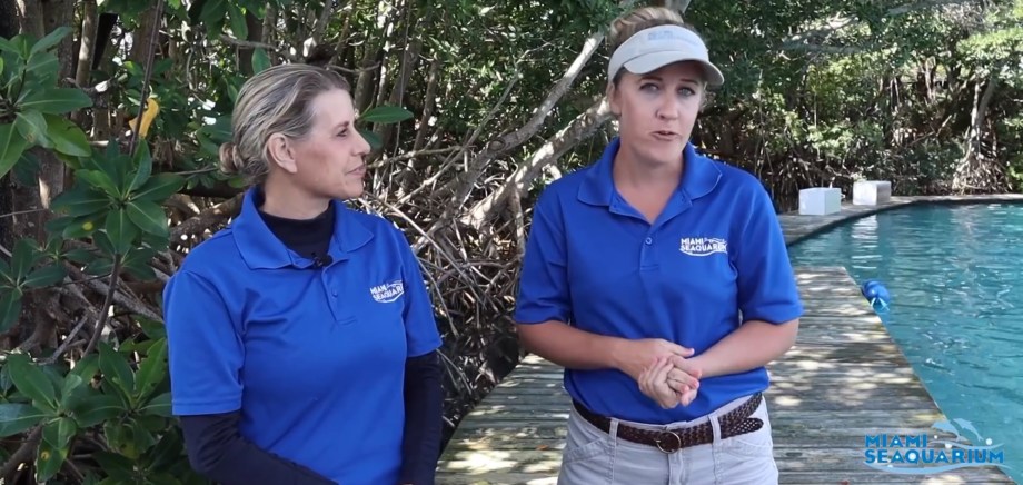 SPECIAL NEW YEAR’S POST: NOAA releases internal texts on Miami Seaquarium dietary&nbsp;issues