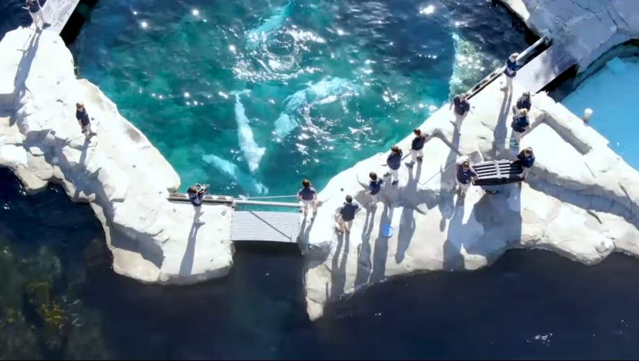 What is the value of a beluga whale’s&nbsp;life?