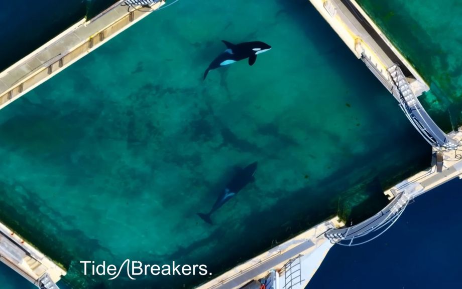 The Flip guide to the Marineland Antibes&nbsp;orcas