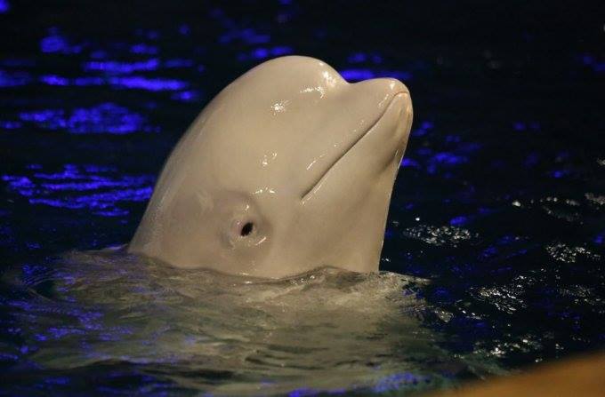 CHAPTER 1a: The forgotten SEA LIFE&nbsp;beluga