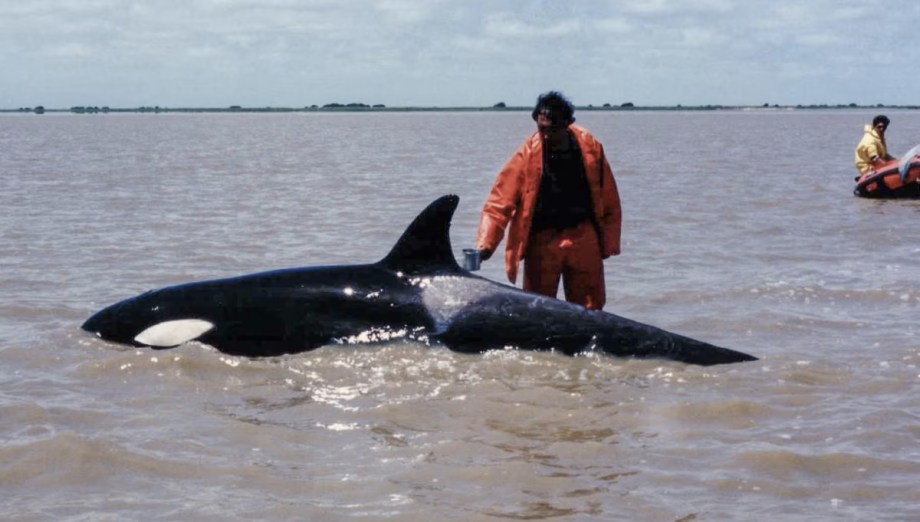 Kshamenk and Shouka: How to create lonely&nbsp;orcas