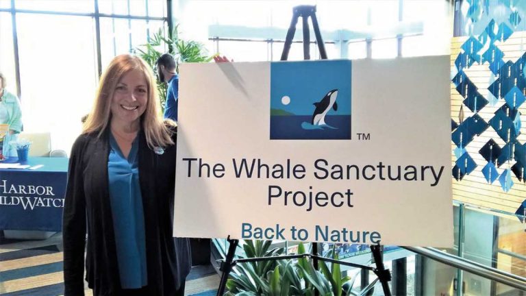 New statements from Whale Sanctuary Project founder raise concerns over major flaws in&nbsp;strategy